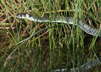 Ringelnatter (Natrix natrix) - © Gernot Kunz